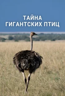 Тайна гигантских птиц